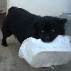 Luco, male Mixed Breed for adoption at Asociación Aprenda a Quererlos