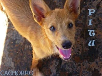 Pitu, Mixed Breed for adoption at Asociación Aprenda a Quererlos