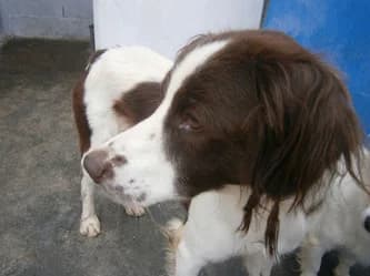 Inmenso, Mixed Breed for adoption at Asociación Aprenda a Quererlos