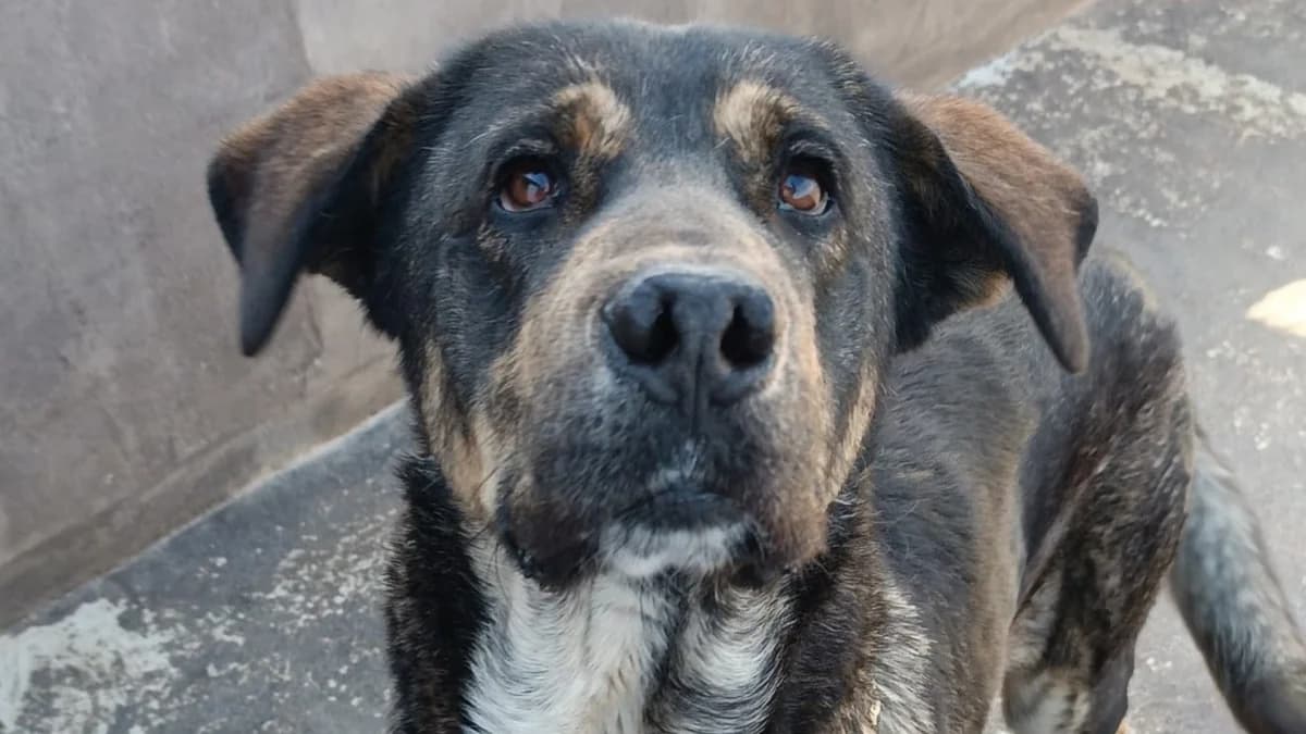 Pancho, male Mixed Breed for adoption at APROP Animal Shelter Pego