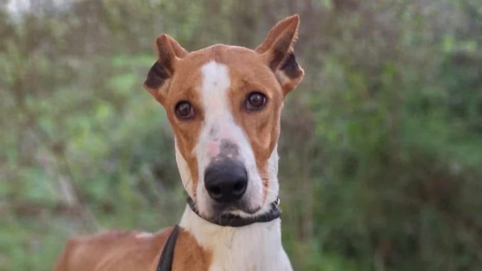 Paco, male Mixed Breed for adoption at APROP Animal Shelter Pego