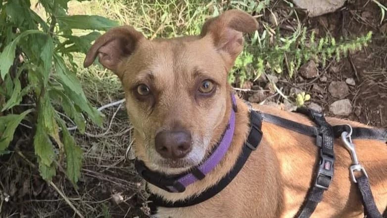 Daisy, female Mixed Breed for adoption at APROP Animal Shelter Pego