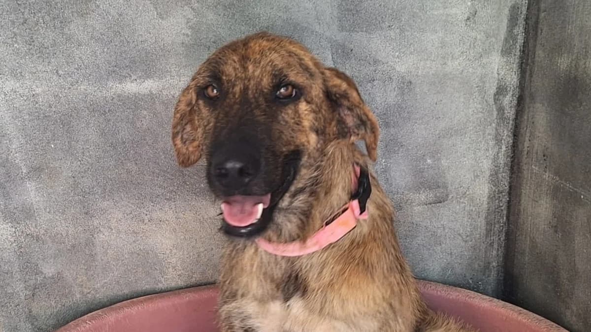 Nicole, female Mixed Breed for adoption at APROP Animal Shelter Pego