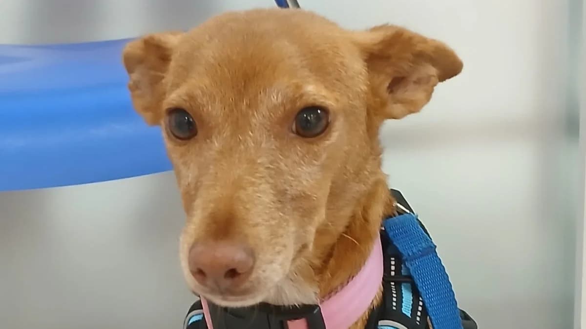 Chiqui, female Mixed Breed for adoption at APROP Animal Shelter Pego