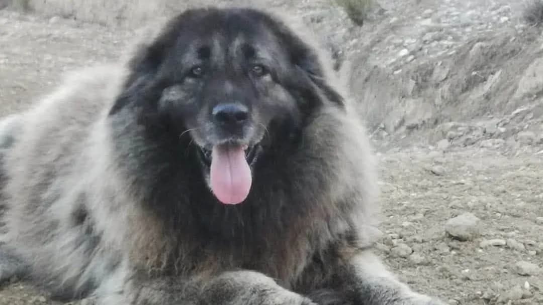 Niamh, female Mixed Breed for adoption at APROP Animal Shelter Pego