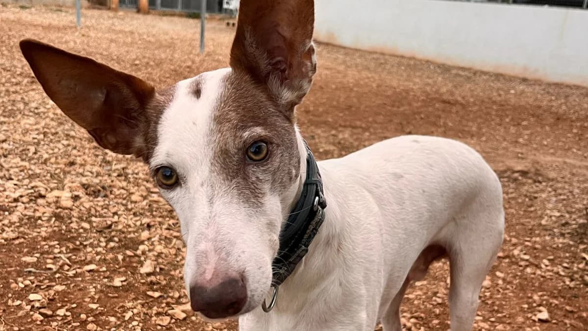 Timple, male Mixed Breed for adoption at APROP Animal Shelter Pego