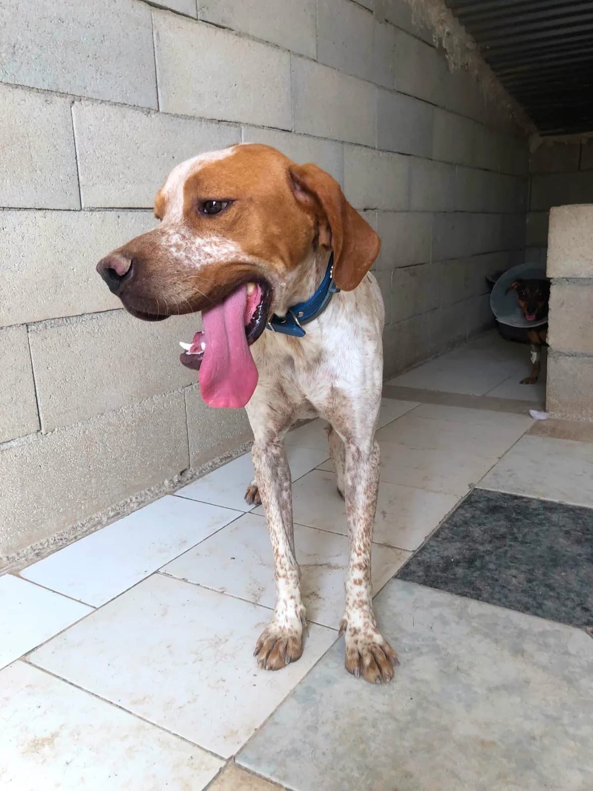 Grady, male young Pointer for adoption at APSA