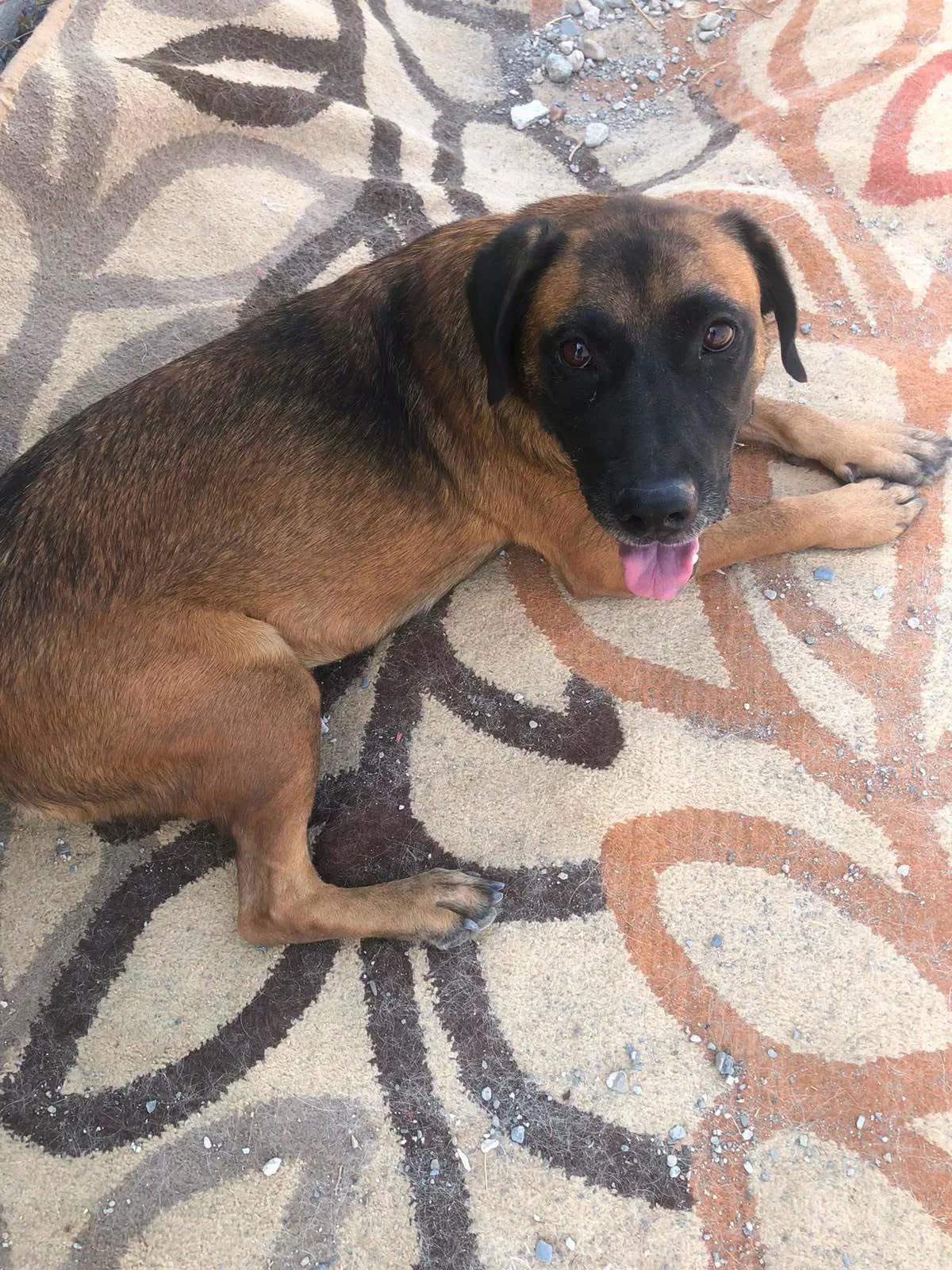Mikey, male Mixed Breed for adoption at APSA