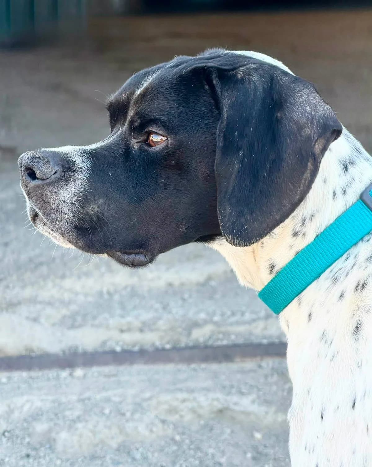 Nova, female Pointer for adoption at APSA
