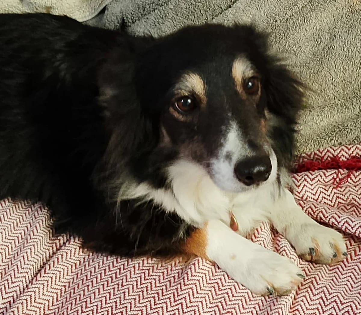 Poppy, female 6yo Border Collie for adoption at APSA
