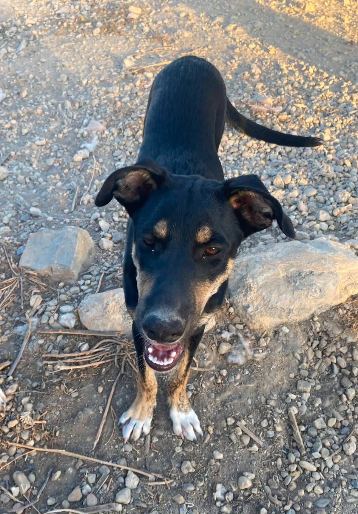 Rumi, female puppy Galgo Español for adoption at APSA