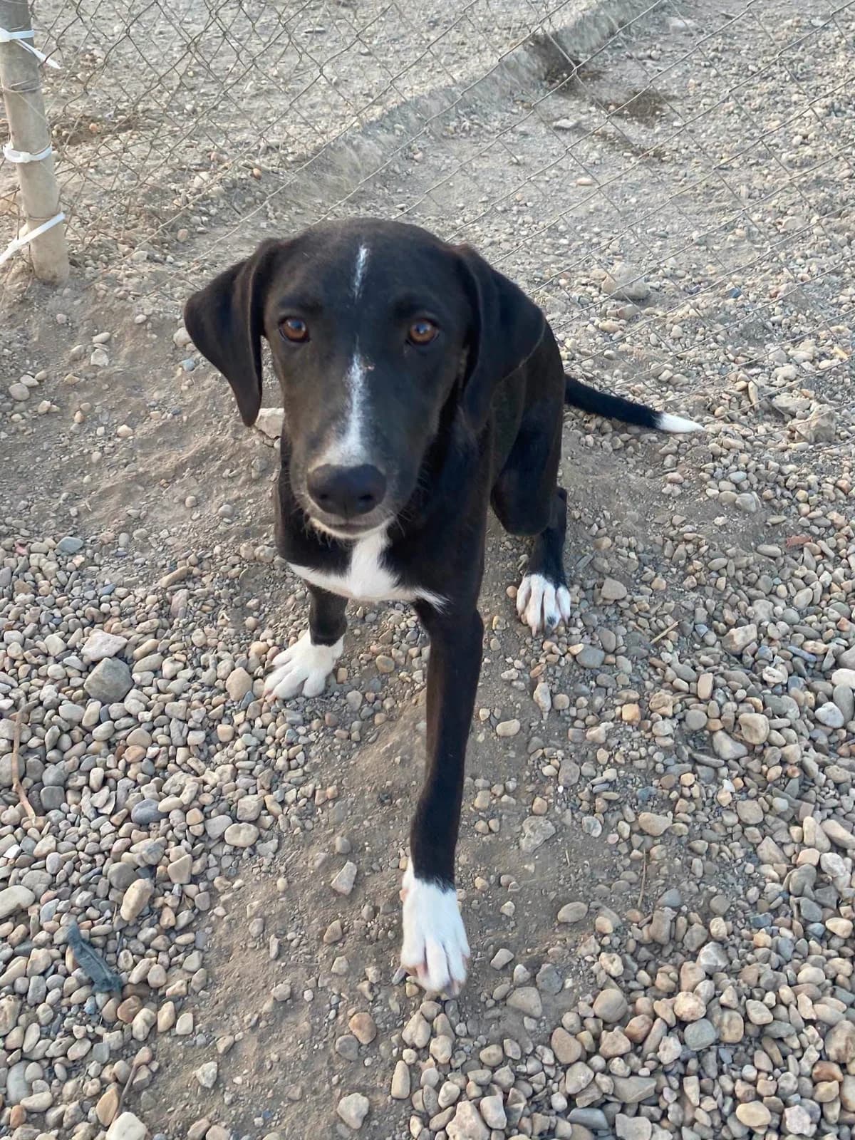 Zoey, female puppy Galgo Español for adoption at APSA