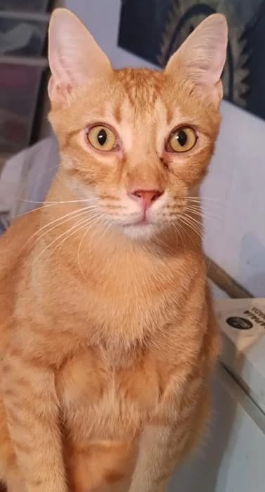 Pufy, male young Mixed Breed for adoption at description