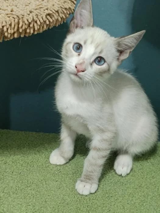 Blanquitos, male puppy Mixed Breed for adoption at description