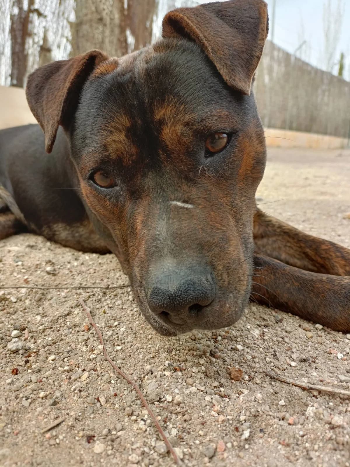 ANTONIO, male Pit Bull Terrier for adoption at ARPA Aranjuez
