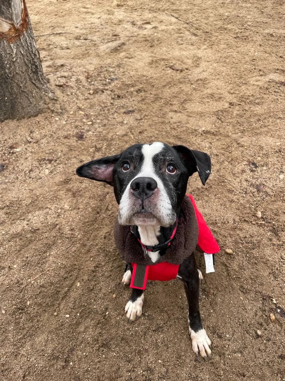 BENITO, male Mixed Breed for adoption at ARPA Aranjuez