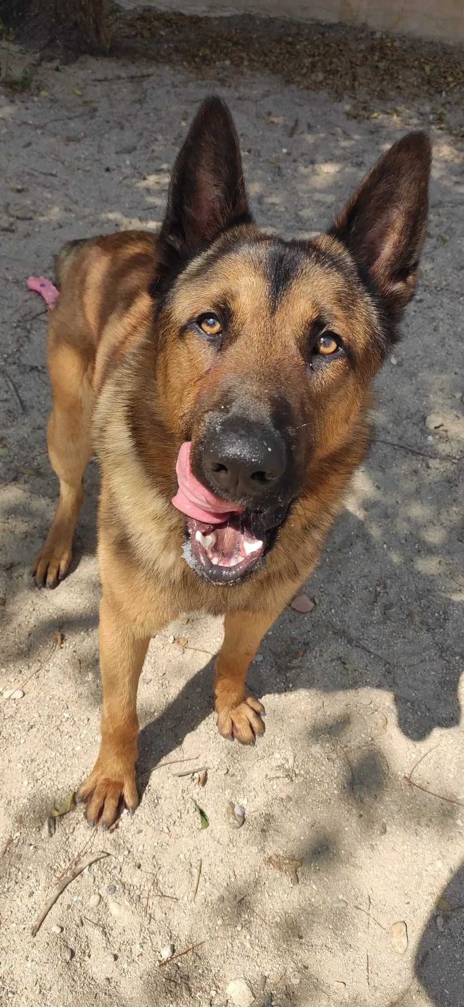 MARIO, male German Shepherd for adoption at ARPA Aranjuez
