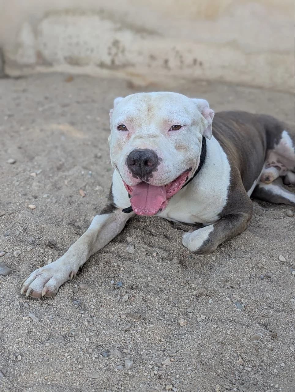 SEBAS, male Pit Bull Terrier for adoption at ARPA Aranjuez