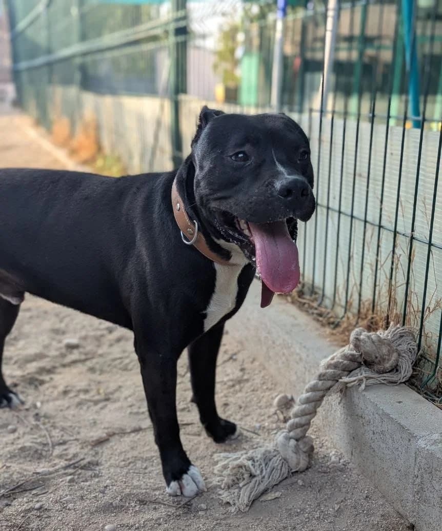 SULTÁN, male Pit Bull Terrier for adoption at ARPA Aranjuez