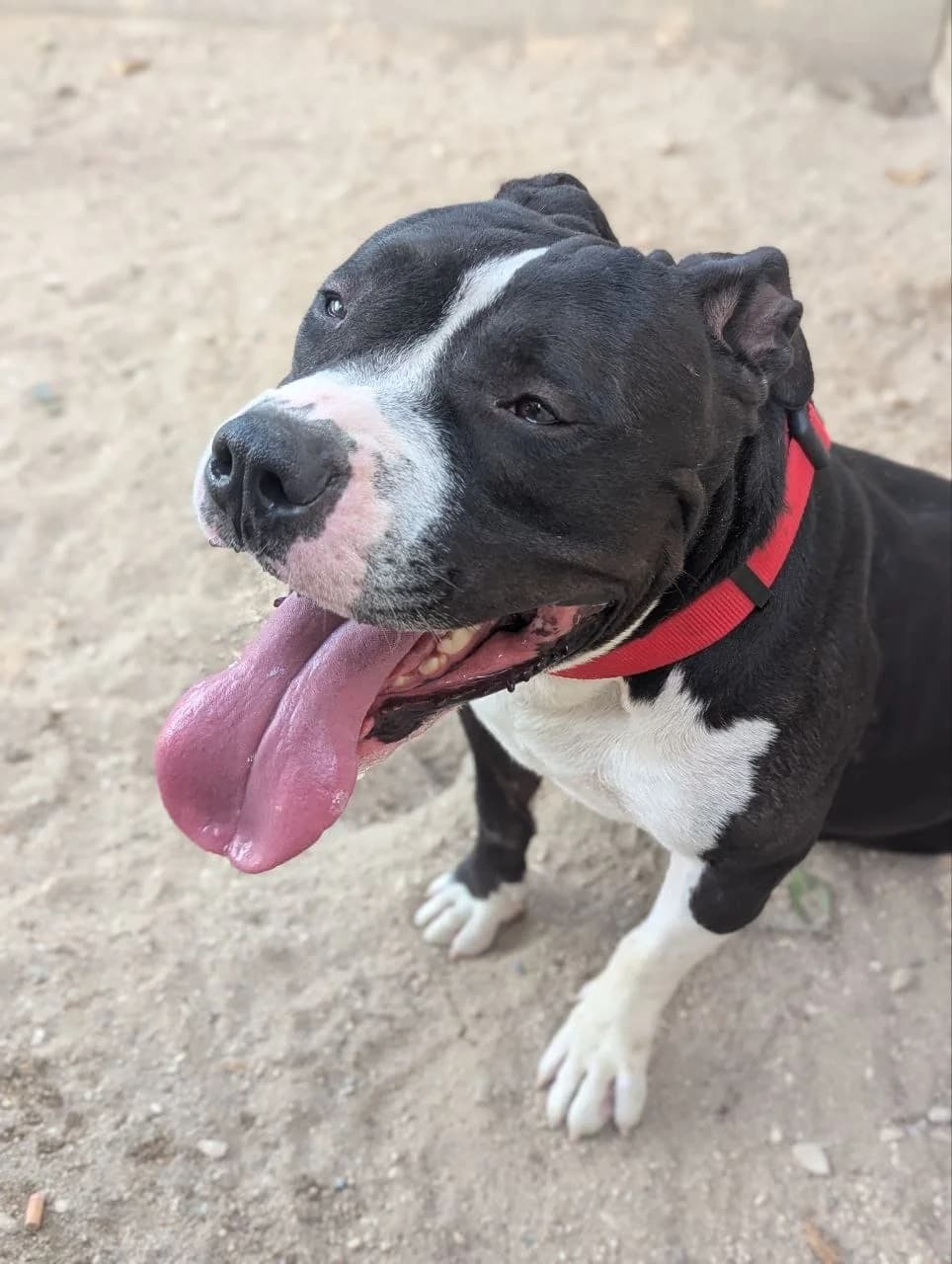 TYSON, male Pit Bull Terrier for adoption at ARPA Aranjuez