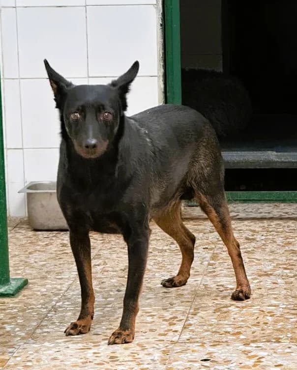 VAMPI, female Mixed Breed for adoption at ARPA Aranjuez