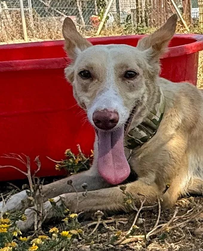 Ada, female Mixed Breed for adoption at Arca Sevilla, Seville