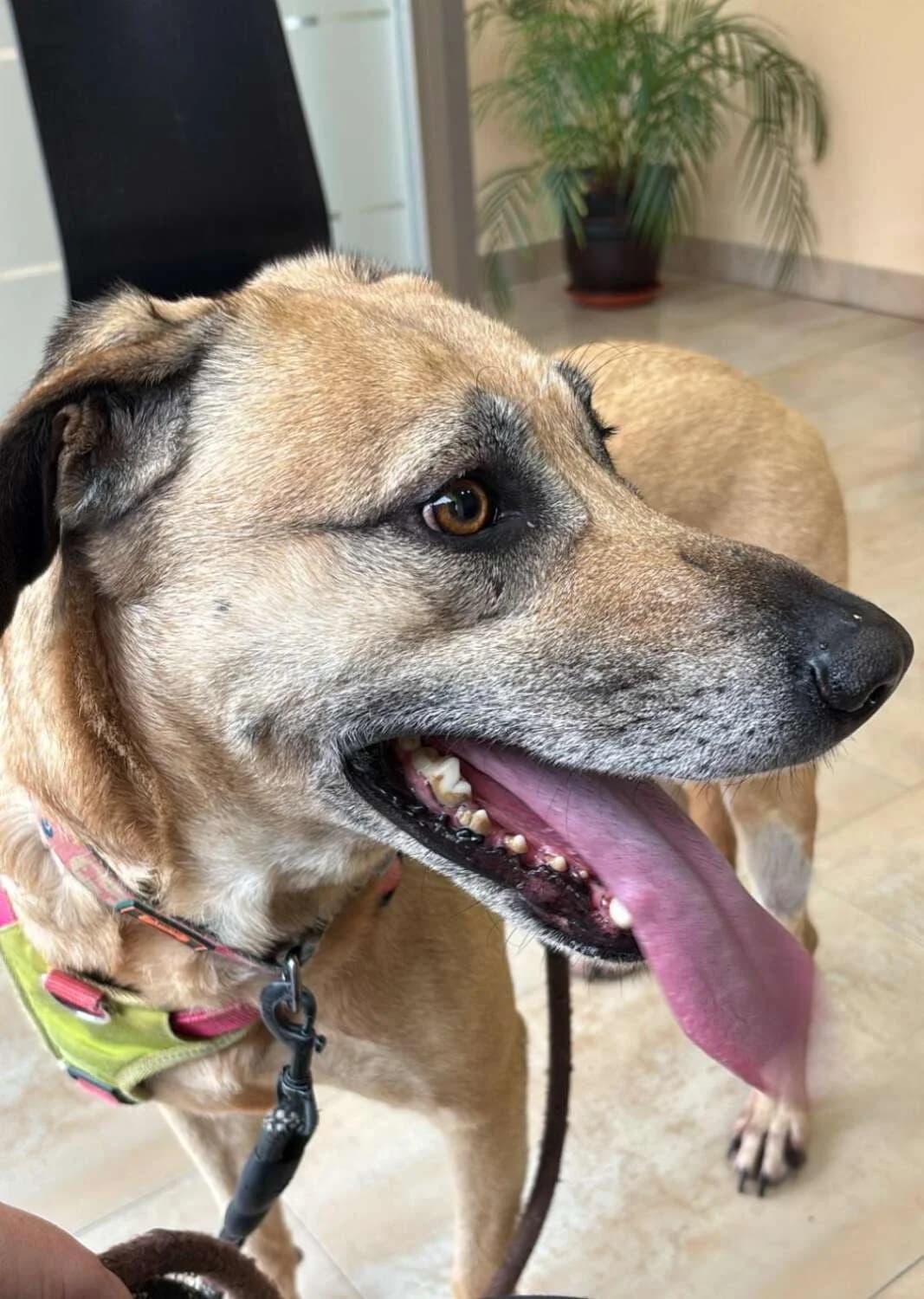 Alice, female 4yo Mixed Breed for adoption at Arca Sevilla, Seville