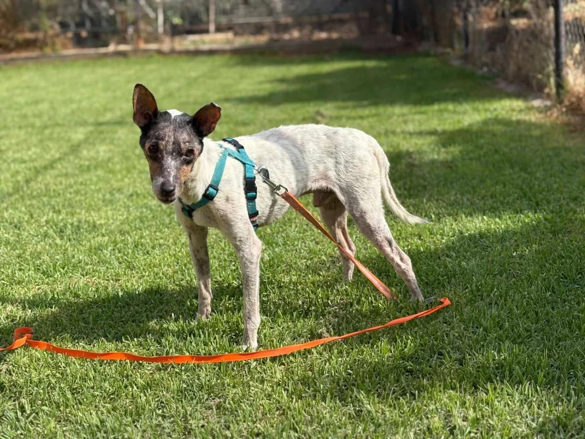 Ares, male Mixed Breed for adoption at Arca Sevilla, Seville