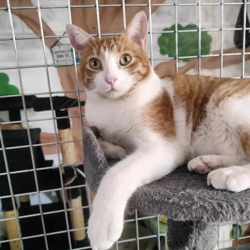 Cheddar, male young Mixed Breed for adoption at Arca Sevilla, Seville