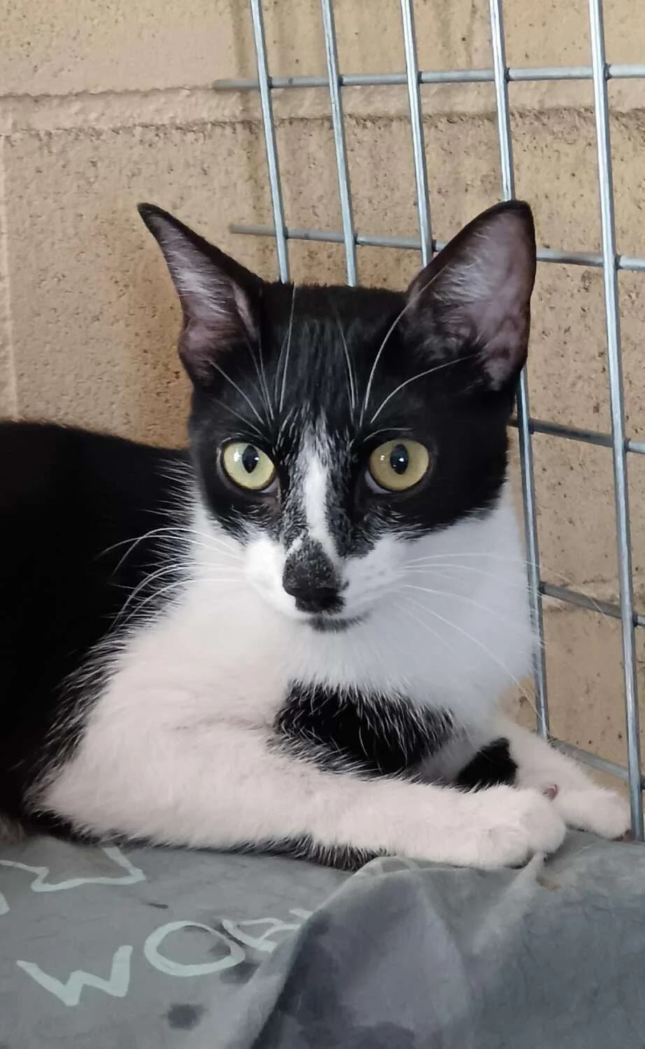 Chip, female Mixed Breed for adoption at Arca Sevilla, Seville