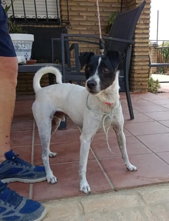 Fredy, male Mixed Breed for adoption at Arca Sevilla, Seville