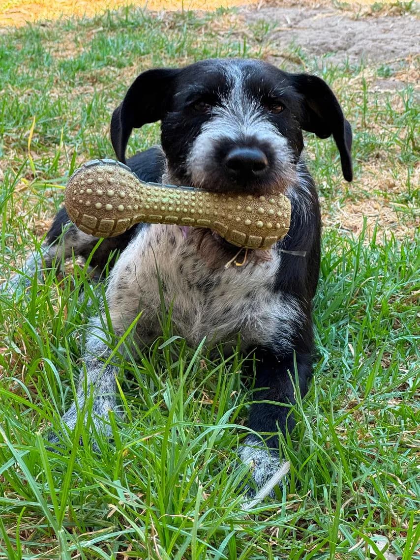 Frida, female Mixed Breed for adoption at Arca Sevilla, Seville