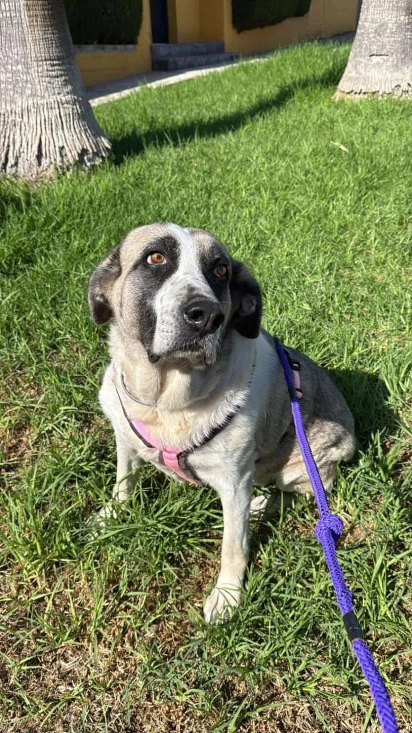 Lana, female Mixed Breed for adoption at Arca Sevilla, Seville