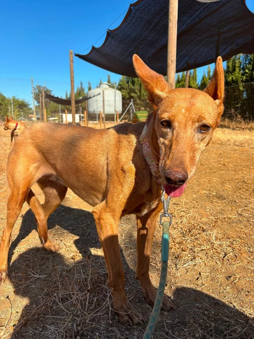 Lotta, female senior Mixed Breed for adoption at Arca Sevilla, Seville