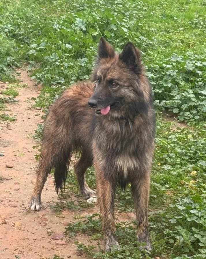 Louise, female 4yo Mixed Breed for adoption at Arca Sevilla, Seville