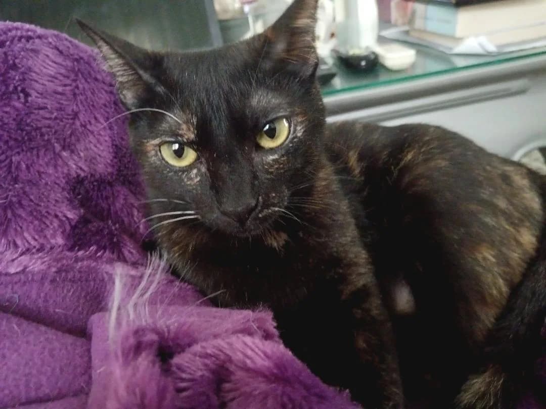 Meline, female young Mixed Breed for adoption at Arca Sevilla, Seville