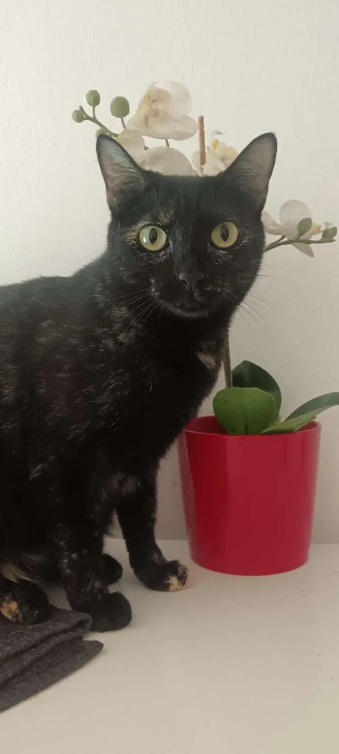 Meline, female young Mixed Breed for adoption at Arca Sevilla, Seville