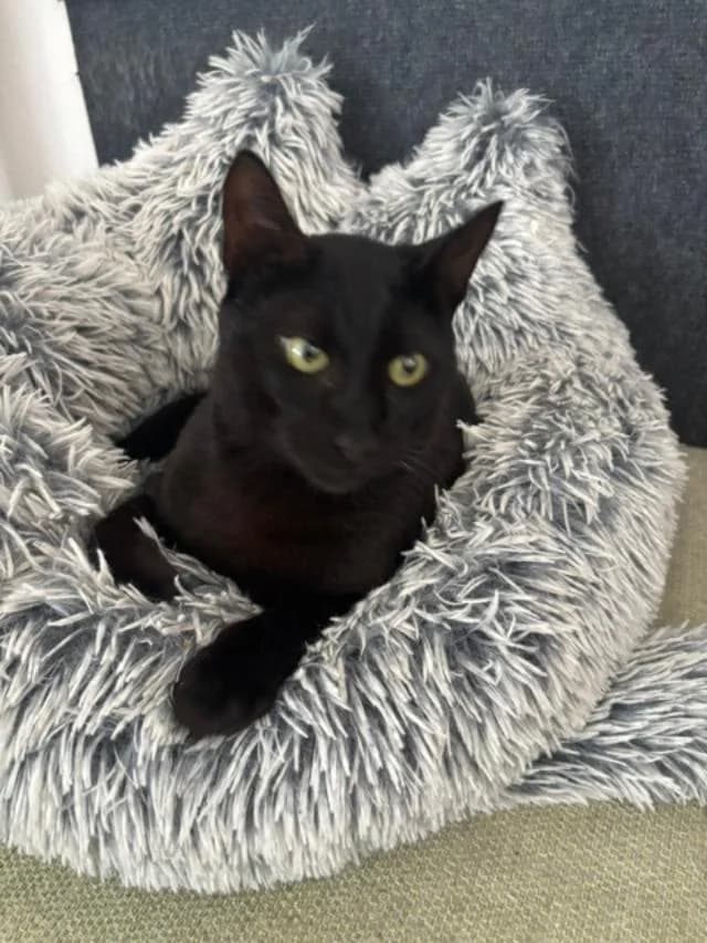 Mishu, male Mixed Breed for adoption at Arca Sevilla, Seville