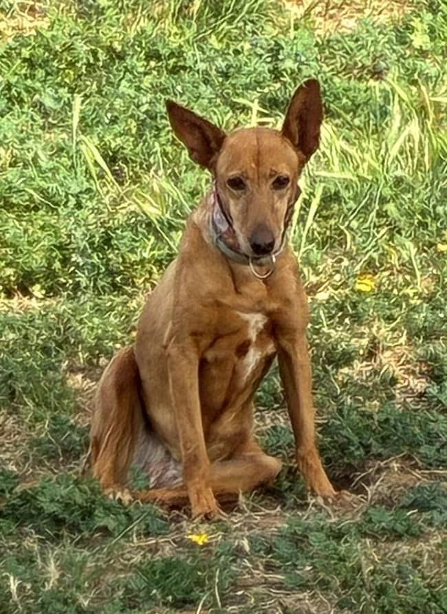 Nieves, female Mixed Breed for adoption at Arca Sevilla, Seville