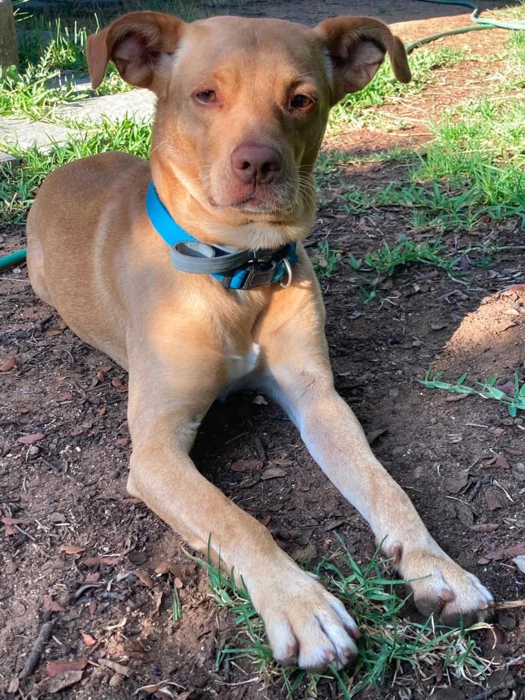 Pumby, male Mixed Breed for adoption at Arca Sevilla, Seville