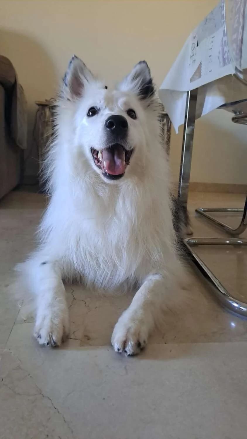 Roma, female Mixed Breed for adoption at Arca Sevilla, Seville