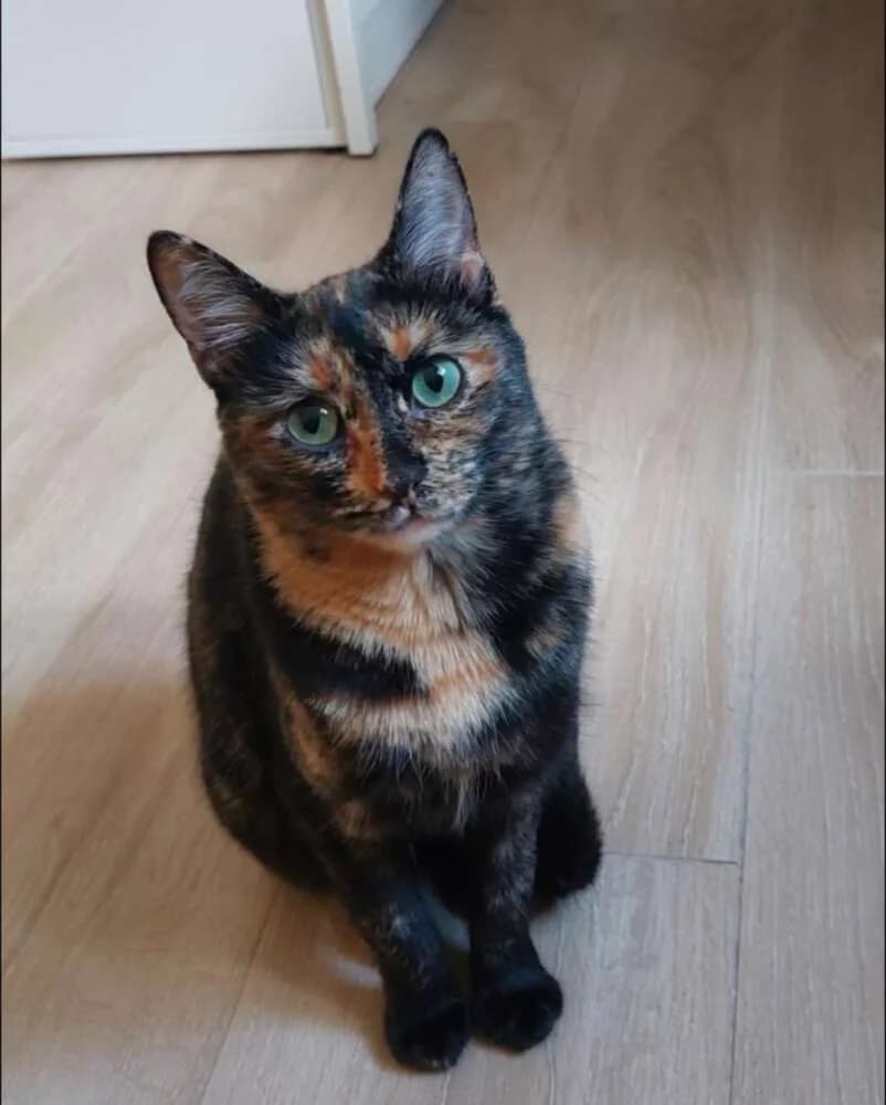Ronda, female Mixed Breed for adoption at Arca Sevilla, Seville