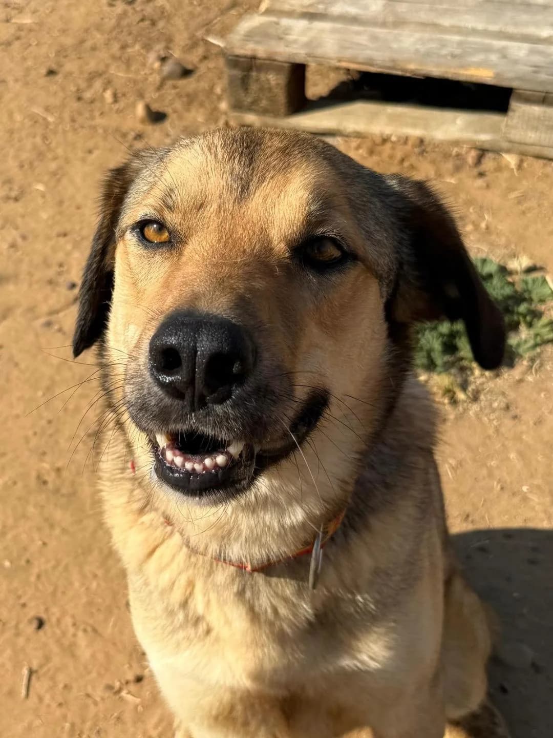 Silvert, male 4yo Mixed Breed for adoption at Arca Sevilla, Seville