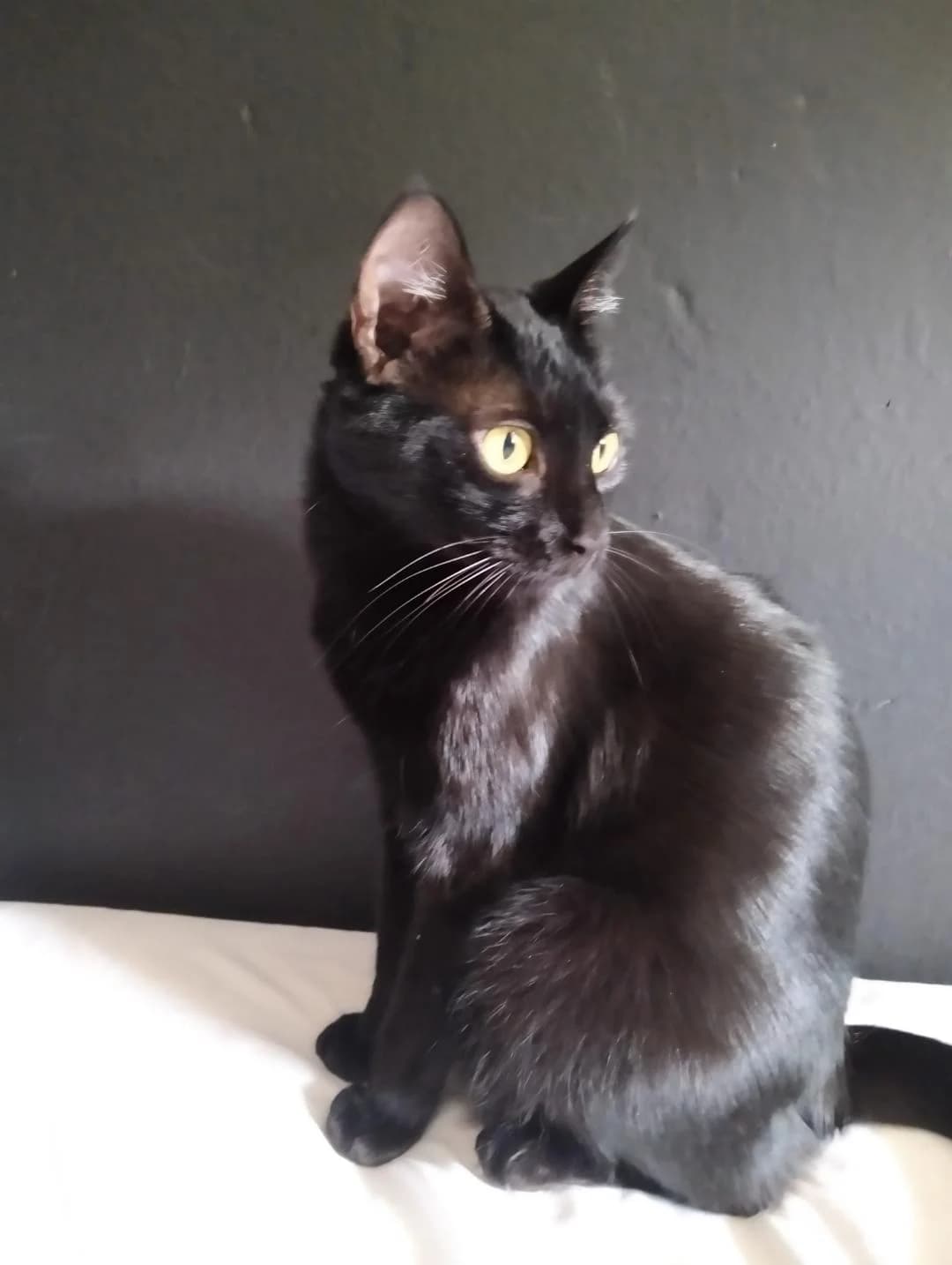 Sombria, female young Mixed Breed for adoption at Arca Sevilla, Seville