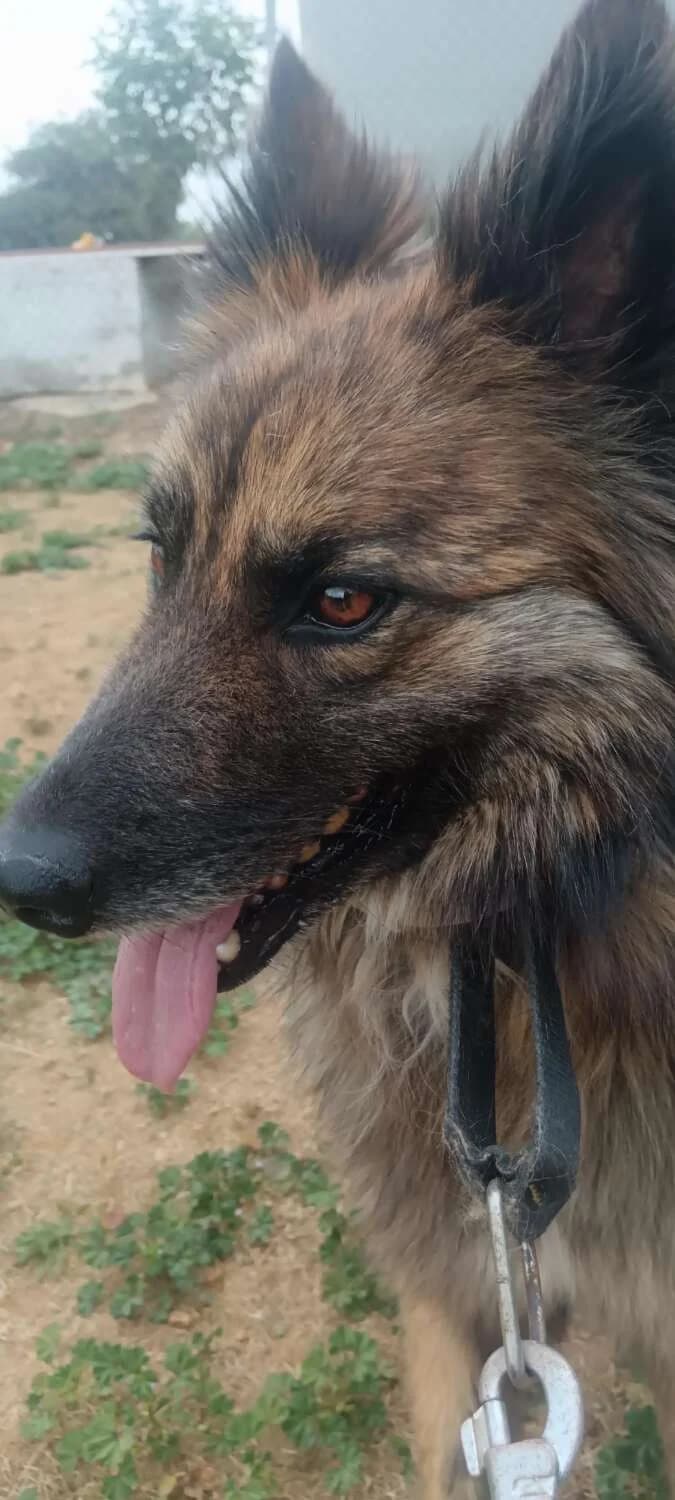 Thelma, female 4yo Mixed Breed for adoption at Arca Sevilla, Seville