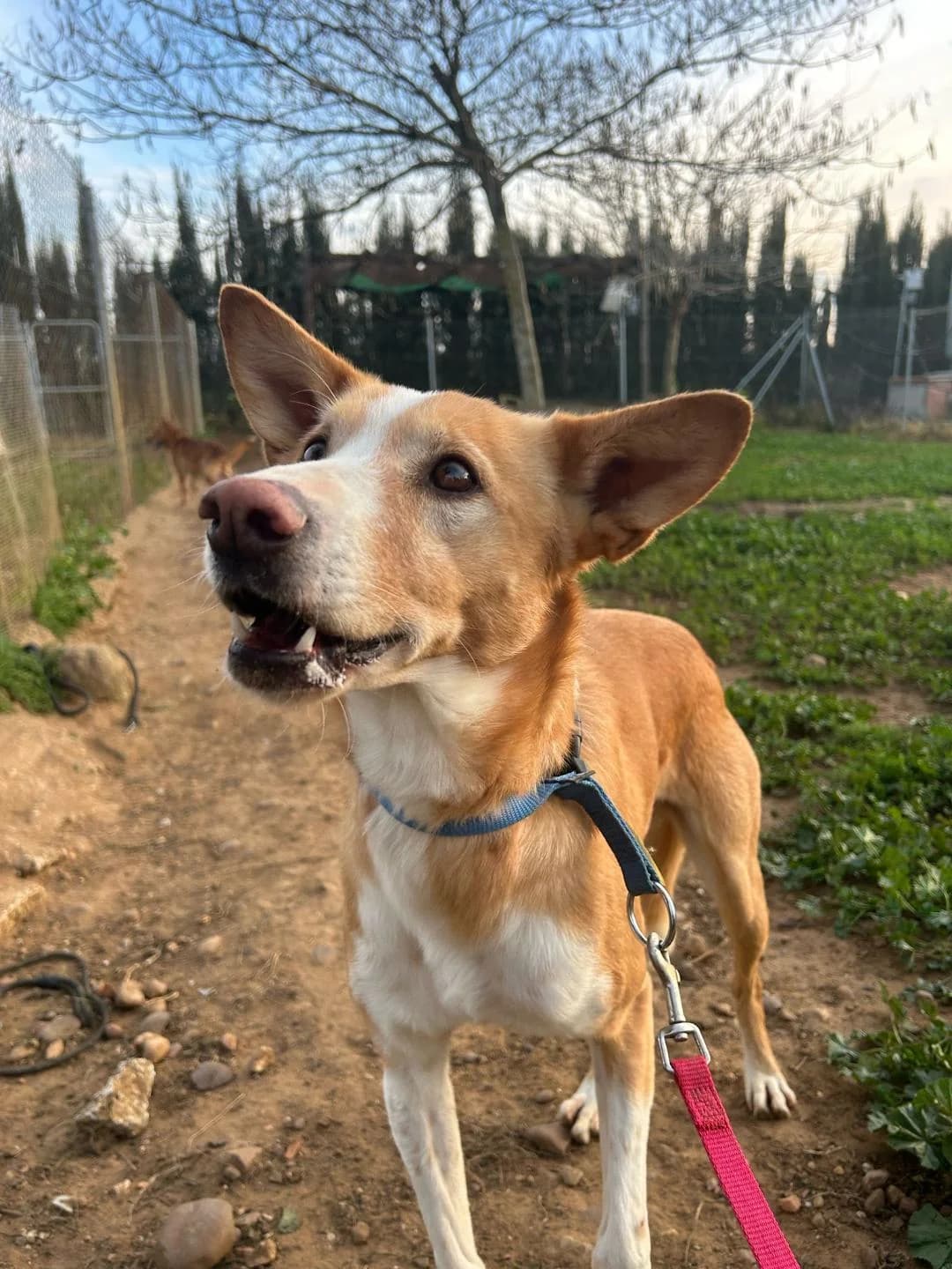 Uber, male 7yo Mixed Breed for adoption at Arca Sevilla, Seville