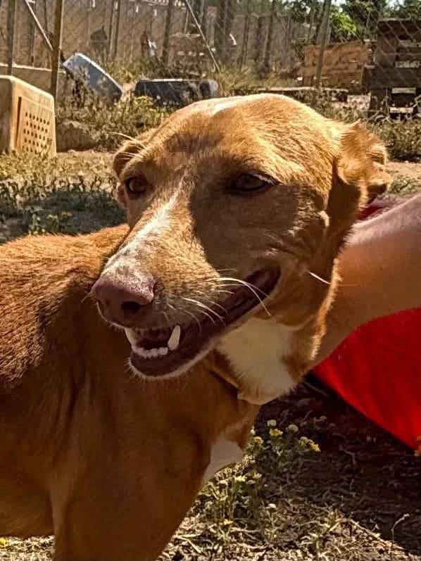 Uma, female Mixed Breed for adoption at Arca Sevilla, Seville