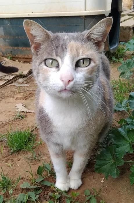 CRIS, female senior European Shorthair for adoption at Arca de Noé