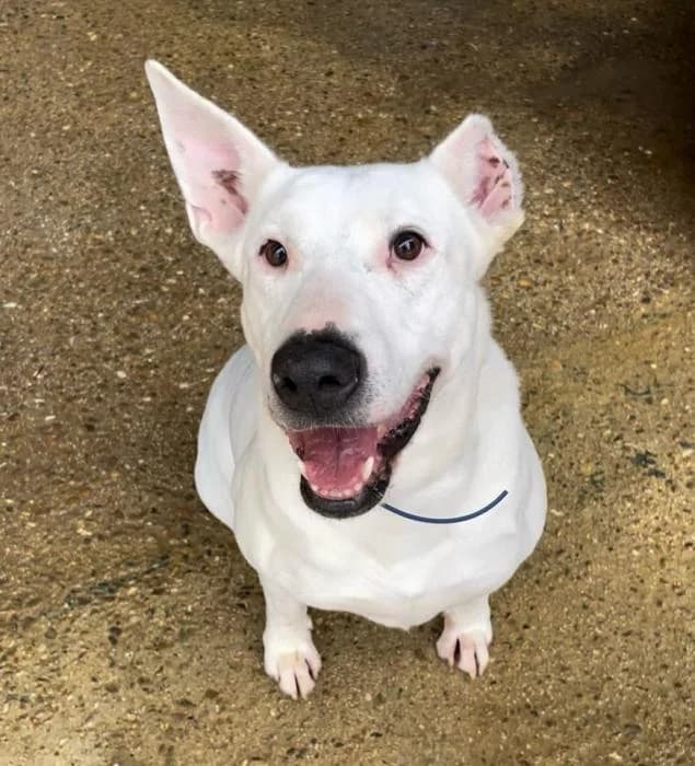 TORMENTA, female senior Bull Terrier for adoption at Arca de Noé