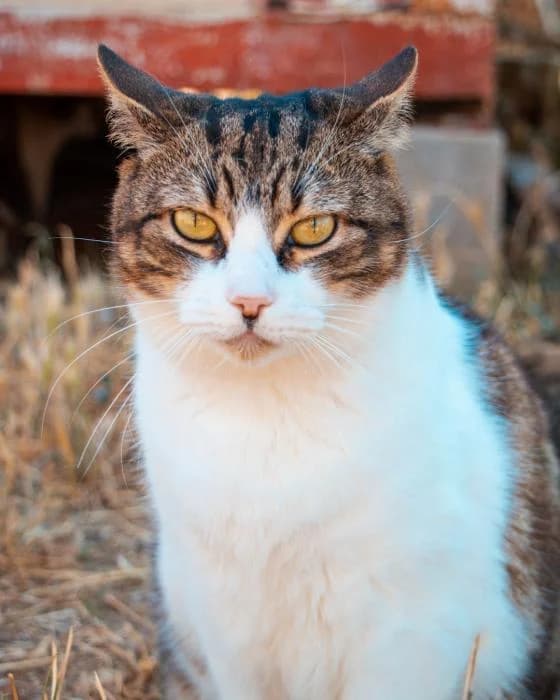 INGRID, female senior European Shorthair for adoption at Arca de Noé